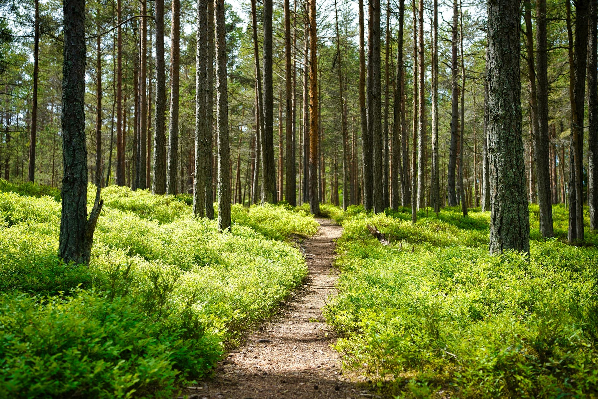 A nature pathway representing the learning journey